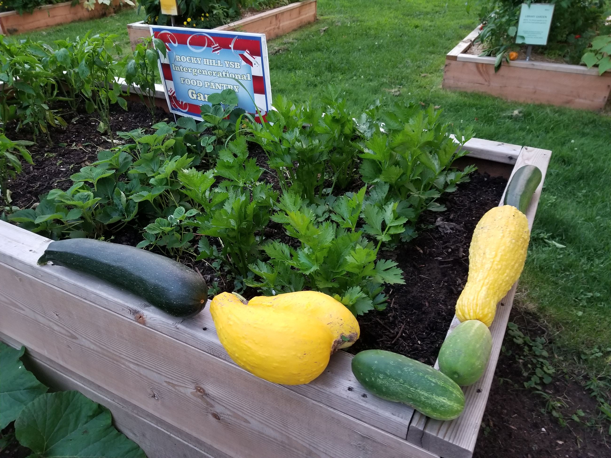Youth Services Gardening Vegetables