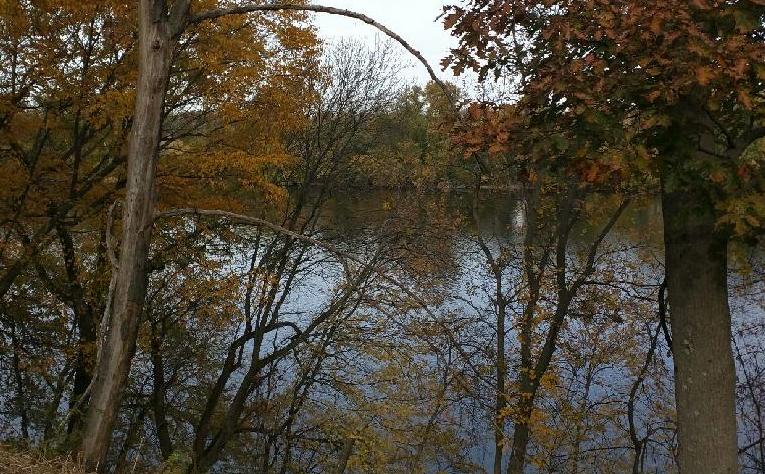 Dividend Pond viewed through trees in Bulkley Park
