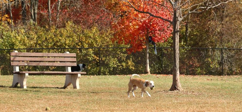 Rocky Hill Dog Park bench with a dog playing